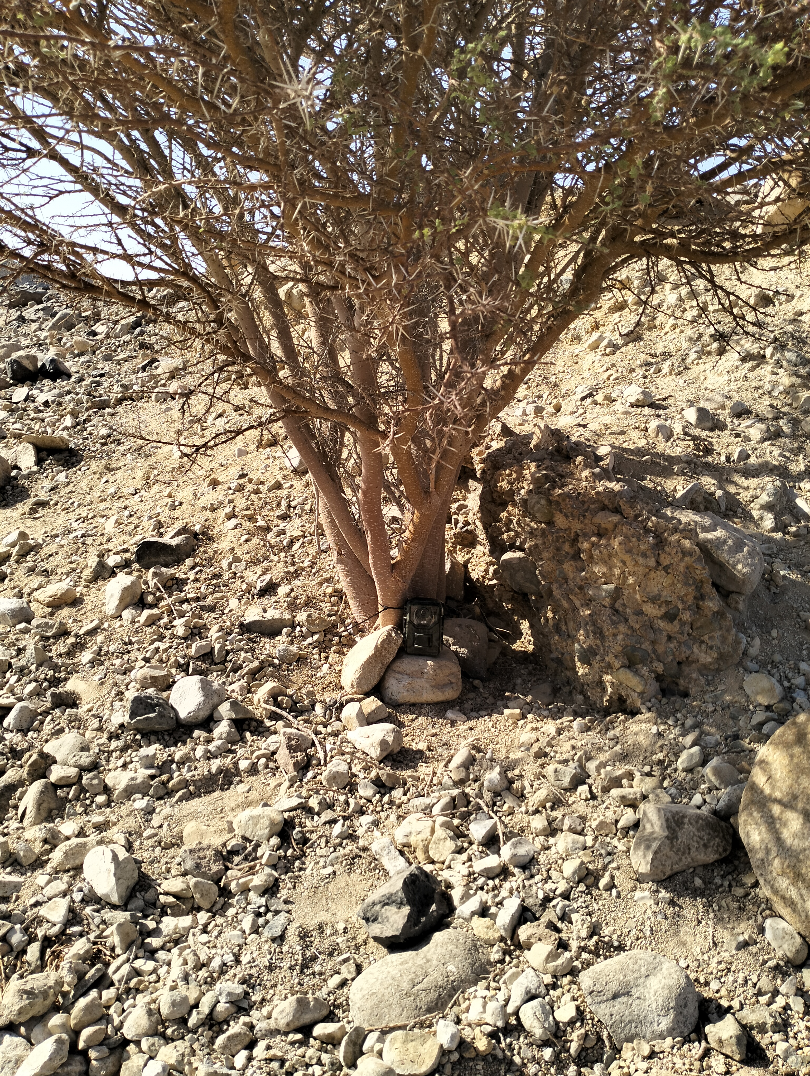 Camera trap mounted at the base of a desert shrub