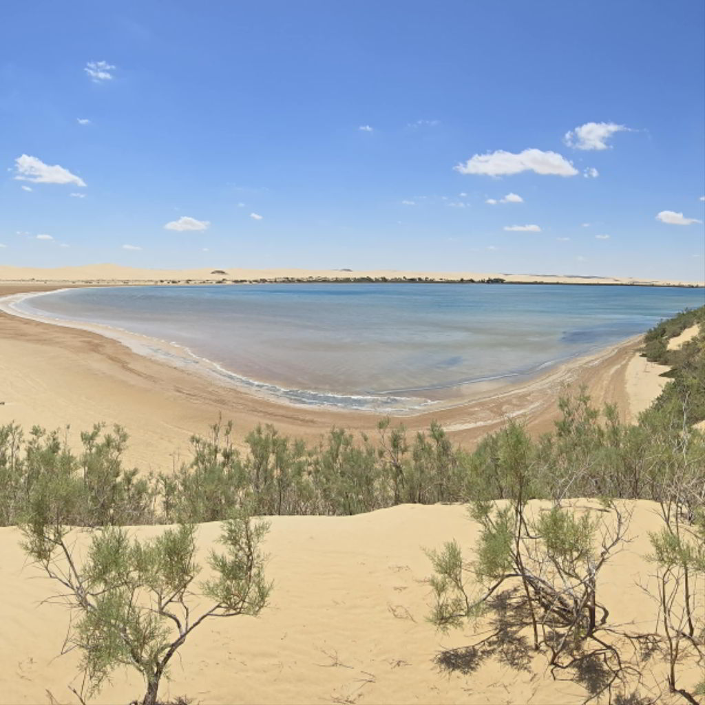 Siwa Oasis landscape during Gazelle Survey — Western Desert of Egypt
